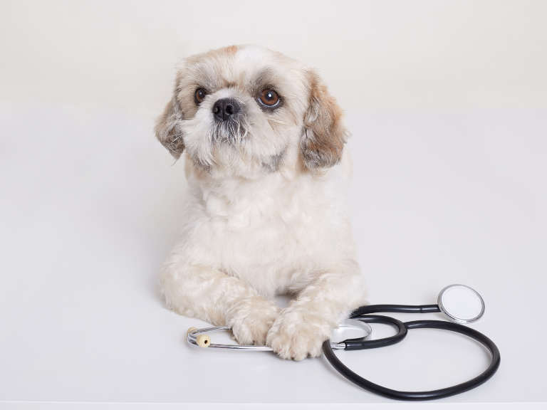 animales, ACV, tratamiento, mayo clinic proceedings